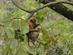 Macaca assamensis