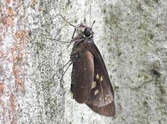 Pelopidas assamensis