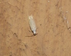 Epiblema separationis