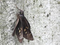 Pelopidas assamensis