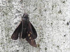 Pelopidas assamensis