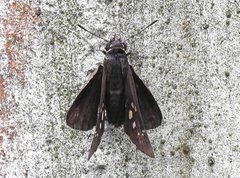 Pelopidas assamensis