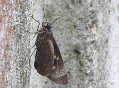 Pelopidas assamensis