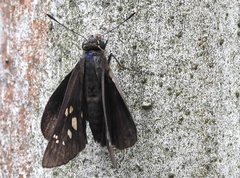 Pelopidas assamensis