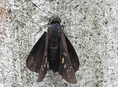 Pelopidas assamensis