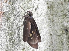 Pelopidas assamensis