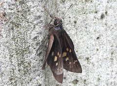 Pelopidas assamensis