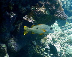 Lutjanus monostigma