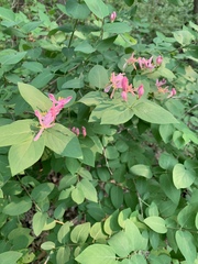 Lonicera