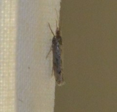Ypsolopha ustella