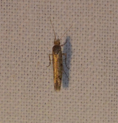 Ypsolopha ustella