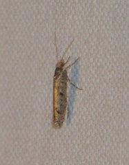 Ypsolopha ustella