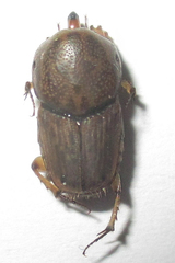 Euoniticellus intermedius