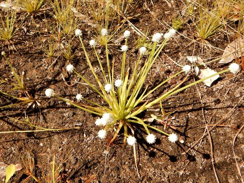 Eriocaulon schultzii