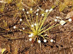 Eriocaulon schultzii