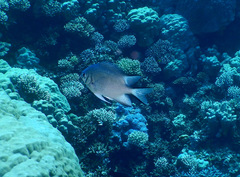 Amblyglyphidodon indicus