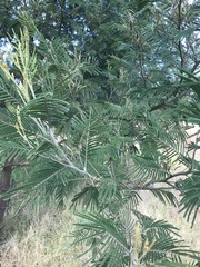 Acacia mearnsii
