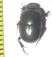 Euonthophagus carbonarius