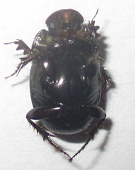 Euonthophagus carbonarius