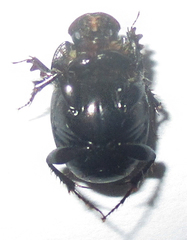 Euonthophagus carbonarius