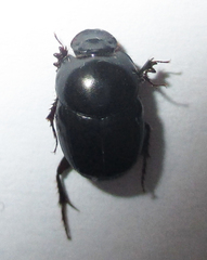 Euonthophagus carbonarius