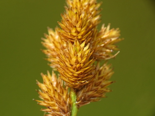 Image of Carex bebbii by no rights reserved