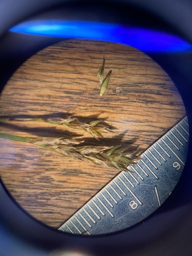 Image of Carex siccata by (c) Anders Hastings, some rights reserved (CC BY)