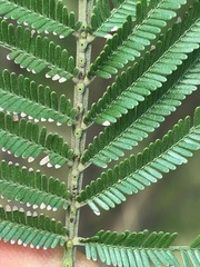 Acacia mearnsii