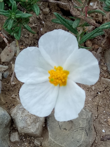 Helianthemum pergamaceum (Helianthemum pergamaceum)