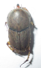 Euoniticellus intermedius