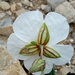 Helianthemum pergamaceum - Photo (c) Karim Haddad, some rights reserved (CC BY), uploaded by Karim Haddad
