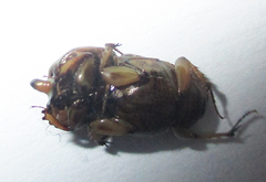 Euoniticellus intermedius