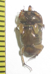 Euoniticellus intermedius