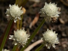 Eriocaulon schultzii