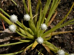 Eriocaulon schultzii