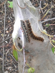 Eriogaster lanestris