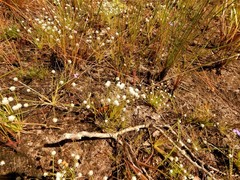 Eriocaulon schultzii