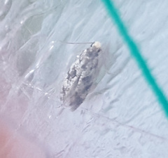 Nemapogon granella
