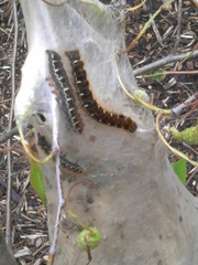 Eriogaster lanestris