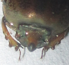 Euoniticellus intermedius