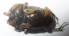 Euoniticellus intermedius