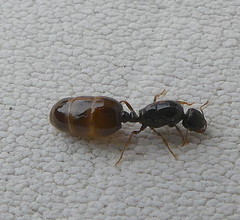 Solenopsis punctaticeps