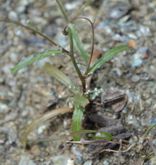 Malacothrix floccifera