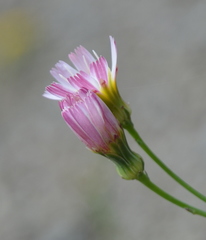 Malacothrix floccifera