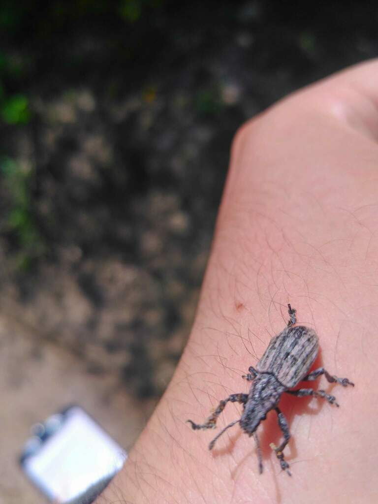 Gorgojos trompa corta desde San Luis de la Paz, Gto., México el 10 de ...