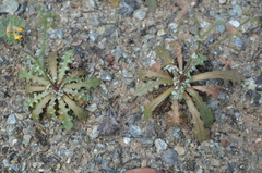 Malacothrix floccifera