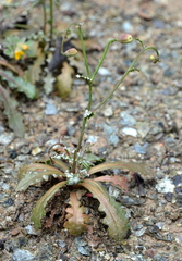 Malacothrix floccifera