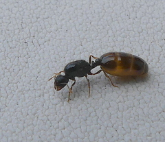 Solenopsis punctaticeps