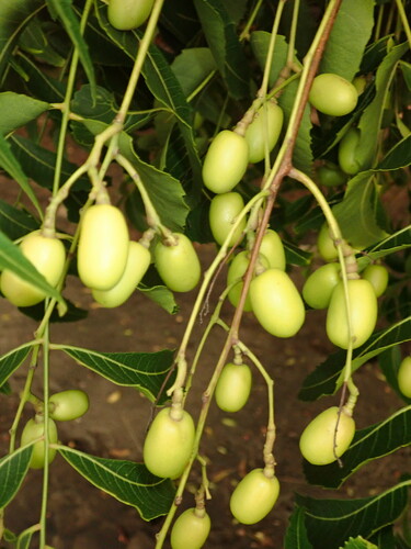 Azadirachta indica - Whole tree