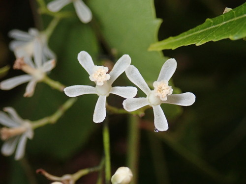 Azadirachta indica - Leaves